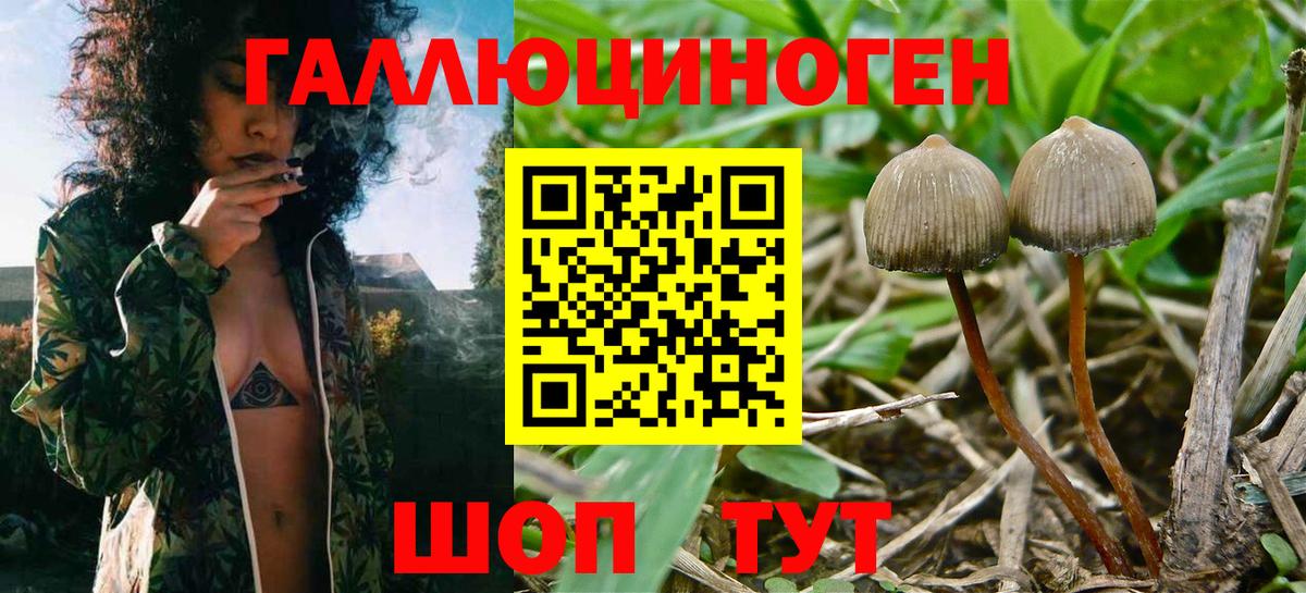 Псилоцибиновые грибы мицелий Гуково